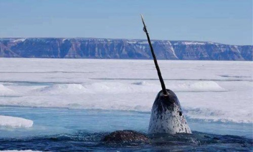 独角鲸的寿命有多长？属于鲸类的正常寿命
