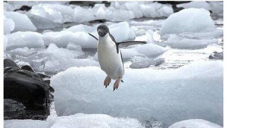 企鹅会飞吗 企鹅会游泳却不会飞翔(太胖了根本就飞不起来)