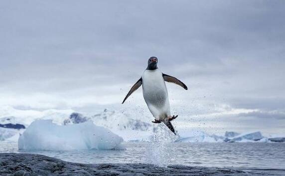 企鹅会飞吗 企鹅会游泳却不会飞翔(太胖了根本就飞不起来)