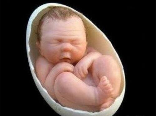 卵生人之谜 由蛋孵化成原始人怀孕6个月生蛋3个月孵化
