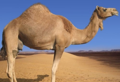 骆驼的驼峰有什么？作用？骆驼的十大特点和作用