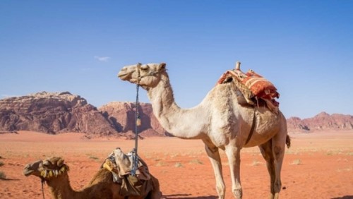 骆驼的驼峰有什么？作用？骆驼的十大特点和作用