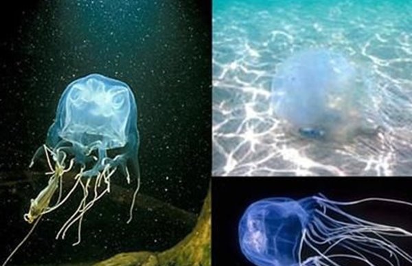 被认为最致命的水母 可致人体器官全部衰竭两分钟内