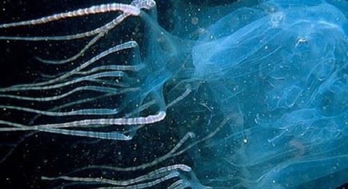 被认为最致命的水母 可致人体器官全部衰竭两分钟内