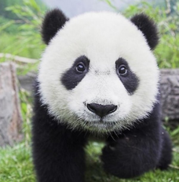 什么？是始熊猫？以食肉为主的最早的熊猫大熊猫的祖先