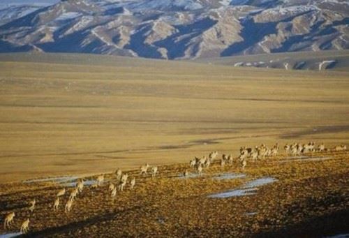 藏羚羊迁徙之谜 藏羚羊为什么？要迁徙躲避地质灾害