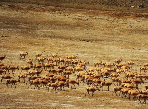 藏羚羊迁徙之谜 藏羚羊为什么？要迁徙躲避地质灾害