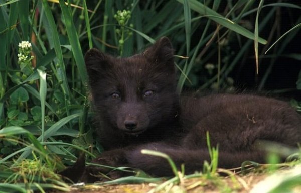 北极狐的12大生活习性 最长寿命可达15年