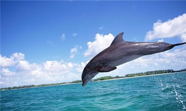 海豚的祖先是什么？？和人类是否有亲缘关系早期形似鬣狗