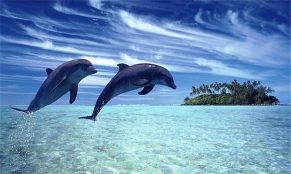 海豚的祖先是什么？？和人类是否有亲缘关系早期形似鬣狗