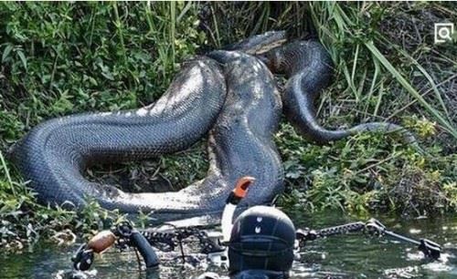 远古时期泰坦巨蟒之谜 6000万年前灭绝/世界上最大的蛇