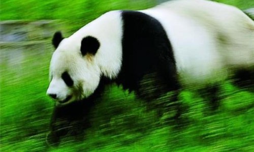 大熊猫最快奔跑速度是多少？最快速度堪比刘翔时速40公里