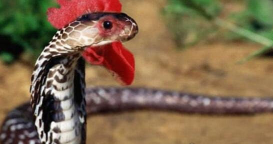 盗墓笔记中的鸡冠蛇真的存在 民间传说剧毒鸡冠蛇