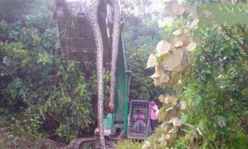 09年桂平挖蛇事件 施工队挖出重600斤/长16米巨蛇乃谣言