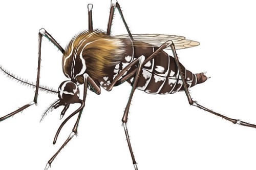 吸髓蚊存在吗？专门吸食人脑髓的吸髓蚊杜撰不存在的生物