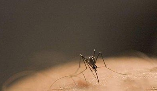 吸髓蚊存在吗？专门吸食人脑髓的吸髓蚊杜撰不存在的生物