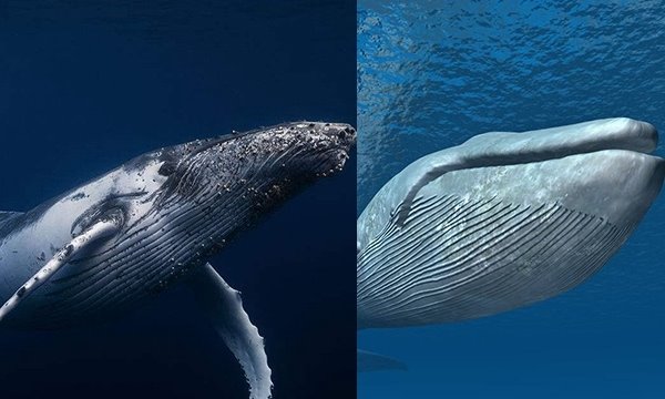 座头鲸和蓝鲸哪个大？蓝鲸比座头鲸长2倍世界最大动物