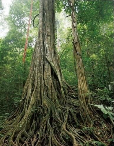 世界上有食人树吗 印尼食人树奠柏只是传闻(并不存在)