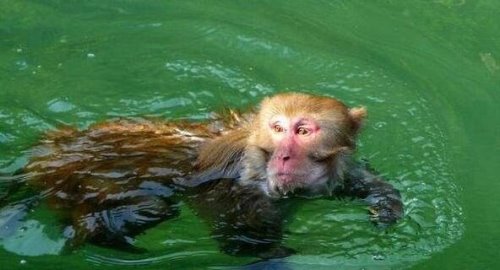水怪中水猴子是什么？动物 真正水猴子图片好恐怖(乃网友ps)