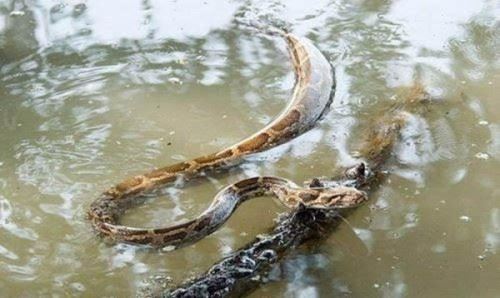 云南修路挖出18米大蛇 挖蛇司机路上心梗死亡