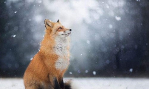 狐狸炼丹科学解释 揭秘狐狸炼丹是真的吗
