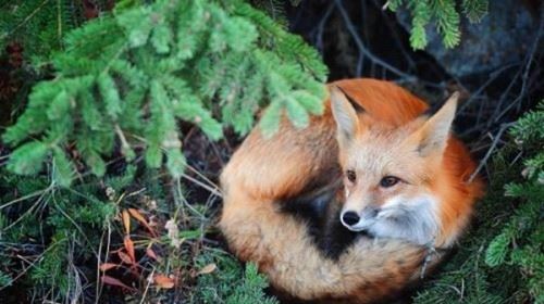 狐狸炼丹科学解释 揭秘狐狸炼丹是真的吗