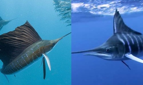 剑鱼和旗鱼谁？快？海洋最快的短泳选手最高时速190公里