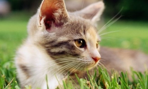 猫猫打呼噜是什么？意思？10个猫咪认定主人的表现