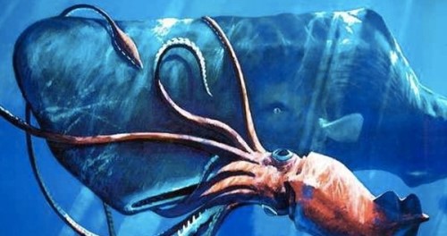 深海十大被发现的新物种 第三伪装大师 第一大小堪比汽车