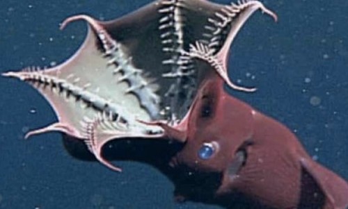 深海十大被发现的新物种 第三伪装大师 第一大小堪比汽车