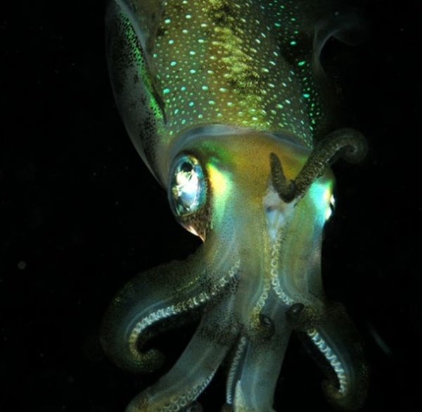 海洋里的秘密你了解？深海中十大最恐怖的生物