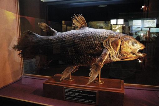 有颌鱼类起源于什么时期 有颌鱼类哪个时代出现的