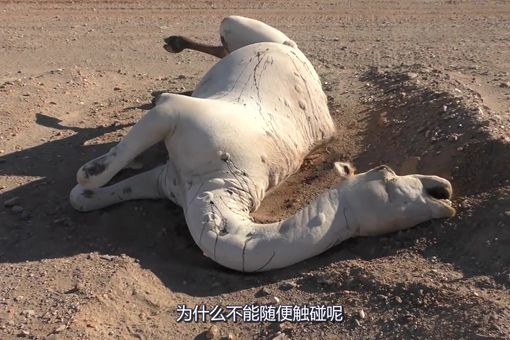 为什么沙漠中渴死的骆驼碰不得 揭秘死骆驼为什么不能碰