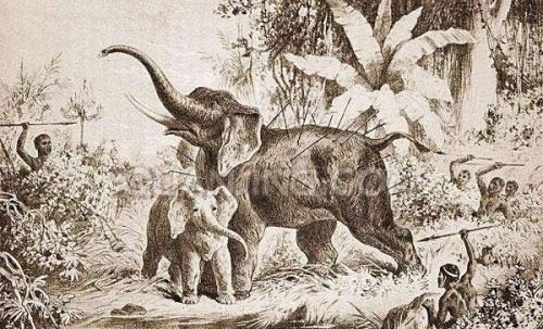 世界未解之谜大象坟地真的存在吗？