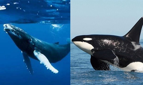 南露脊鲸和虎鲸谁？大？虎鲸仅南露脊鲸一半长重不到1/10