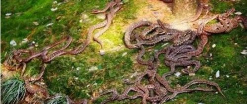 中国八三年蛇灾真相 发现大量野蛇聚集在一起(以讹传讹)