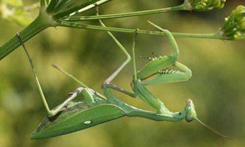 绿巨螳螂vs巨人蜈蚣 巨型昆虫的对决 到底谁？赢谁？厉害