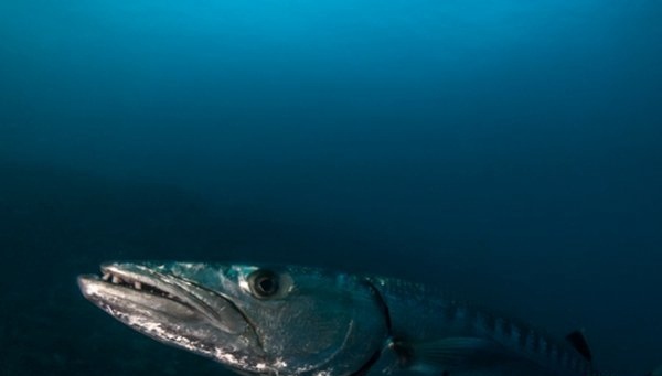 海洋里十大厉害的动物 炮弹鱼上榜 第六荣登吉尼斯记录