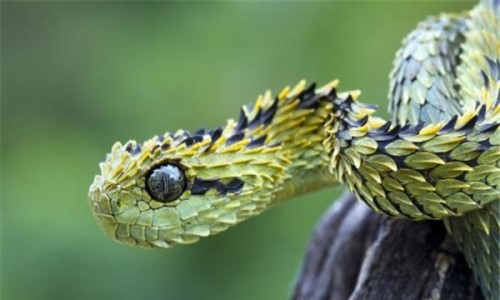 蛇的祖先是什么？？曾经长有四脚形似沧龙拥有100多块肋骨