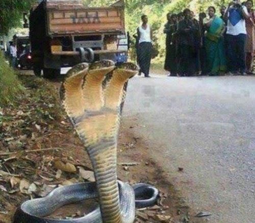 印度三头蛇是真的吗？网络图片太假都是PS的不可信