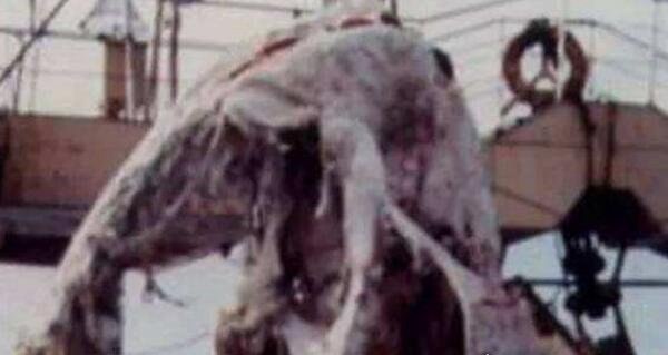 日本1977年海怪尸体事件 体型硕大令人惊恐（可能为姥鲨）