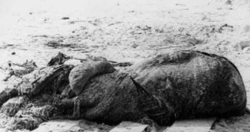 日本1977年海怪尸体事件 体型硕大令人惊恐（可能为姥鲨）