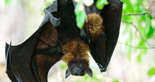 巨型狗头蝙蝠再现澳大利亚市区 令人恐慌害怕(体内含有病毒)