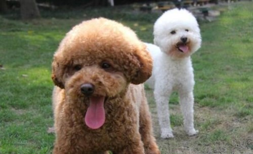 贵宾犬和泰迪的区别 贵宾犬美容后就是泰迪同一品种
