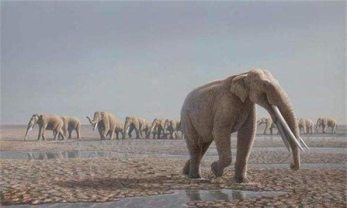棱齿象或是大象的祖先 因环境巨变灭绝适应能力差