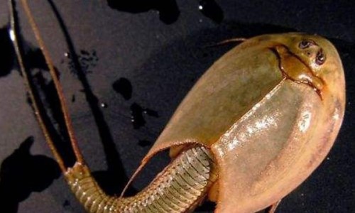 史上十大神秘动物 青蛙身上长“青苔” 恐龙虾活2亿年