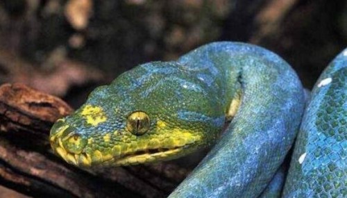 澳大利亚绿树蟒 变异蓝化成蓝血蟒价值330万
