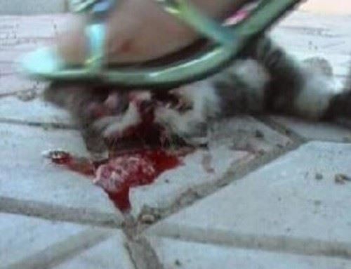 高跟鞋虐猫事件视频 实则商家为获利故意虐猫致死