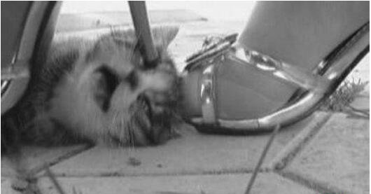 高跟鞋虐猫事件视频 实则商家为获利故意虐猫致死