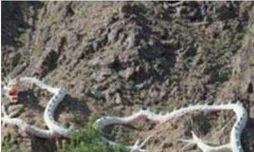 06年昆仑山冰封真龙事件被证实 真实身份是洞螈(照片)